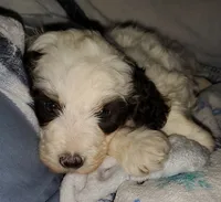 Dozer ( blue eyes), a male Miniature Bernedoodle for sale in Leetonia, OH – 6 of 10