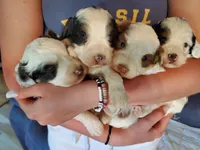 Daisy (blue eyes), a female Miniature Bernedoodle for sale in Leetonia, OH – 3 of 10