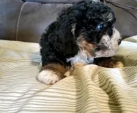 Lily, a female Miniature Bernedoodle for sale in Leetonia, OH – 6 of 8