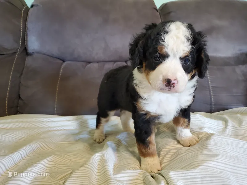 Ruffles – Miniature Bernedoodle puppy for sale in Leetonia, OH