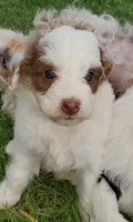Daisy (blue eyes), a female Miniature Bernedoodle for sale in Leetonia, OH – 2 of 10