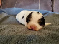Duke, a male Miniature Bernedoodle for sale in Leetonia, OH – 4 of 8