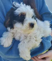Dozer, a male Miniature Bernedoodle for sale in Leetonia, OH – Photo 7 of 10