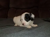 Pearl, a female Miniature Bernedoodle for sale in Leetonia, OH – Photo 4 of 6