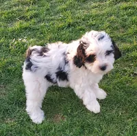 Dozer, a male Miniature Bernedoodle for sale in Leetonia, OH – Photo 2 of 10