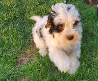 Dozer, a male Miniature Bernedoodle for sale in Leetonia, OH – Photo 1 of 10