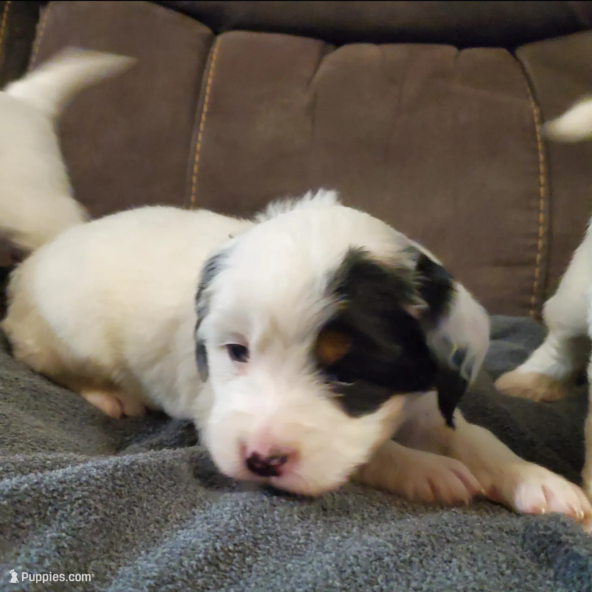 Pearl, a female Miniature Bernedoodle for sale in Leetonia, OH – Photo 2 of 6