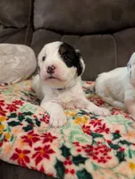 Pearl, a female Miniature Bernedoodle for sale in Leetonia, OH – Photo 3 of 6
