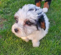 Dozer, a male Miniature Bernedoodle for sale in Leetonia, OH – Photo 6 of 10