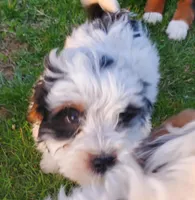 Dozer, a male Miniature Bernedoodle for sale in Leetonia, OH – Photo 3 of 10