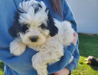Dozer, a male Miniature Bernedoodle for sale in Leetonia, OH – Photo 9 of 10