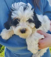 Dozer, a male Miniature Bernedoodle for sale in Leetonia, OH – Photo 4 of 10