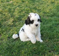 Dozer, a male Miniature Bernedoodle for sale in Leetonia, OH – Photo 5 of 10