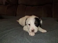 Pearl, a female Miniature Bernedoodle for sale in Leetonia, OH – Photo 5 of 6