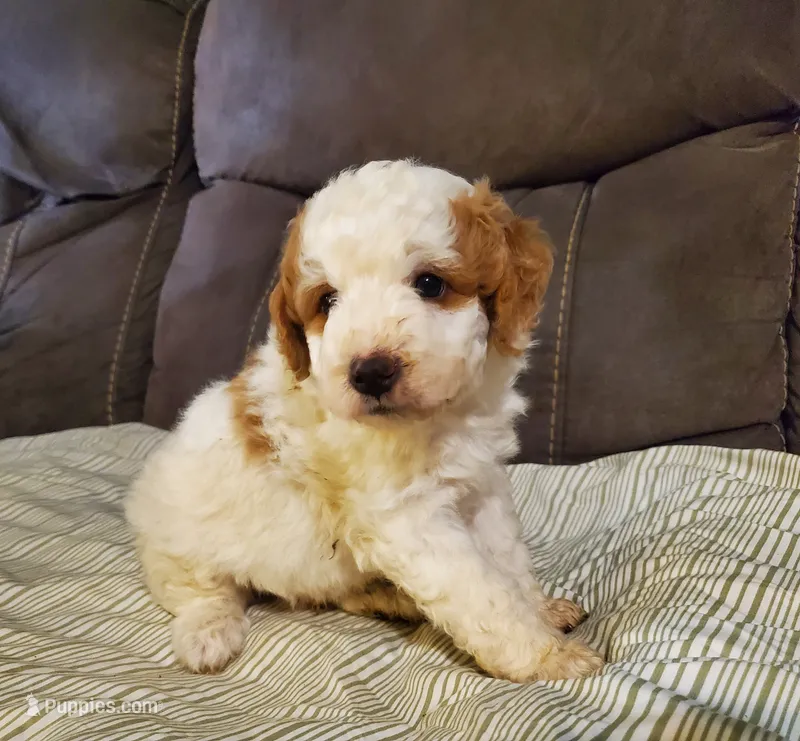 Lukie lambie – Miniature Bernedoodle puppy for sale in Leetonia, OH