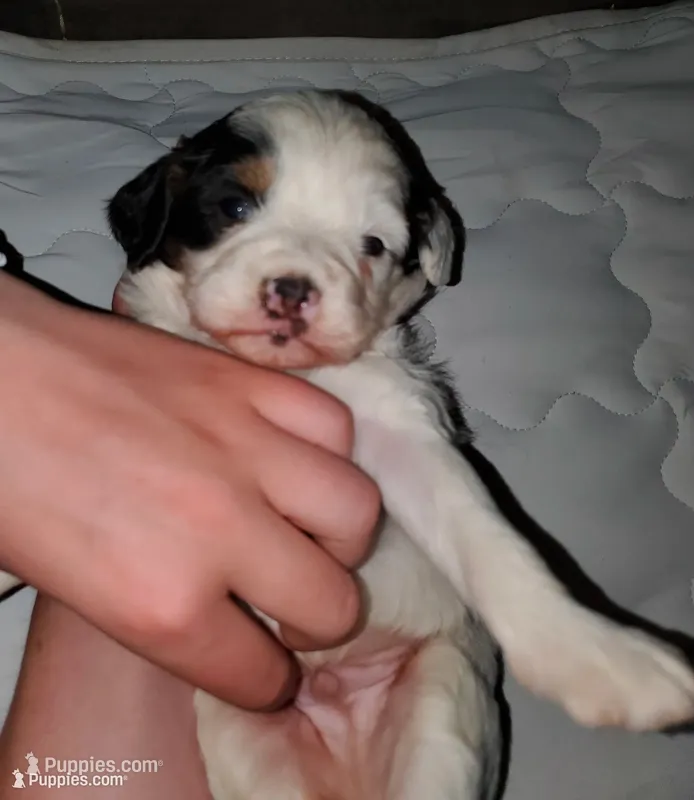 Patch – Miniature Bernedoodle puppy for sale in Leetonia, OH