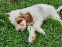 Lucy, a female Miniature Bernedoodle for sale in Leetonia, OH – 3 of 4