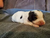 Duke, a male Miniature Bernedoodle for sale in Leetonia, OH – 7 of 8