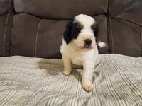 Snickers, a male Miniature Bernedoodle for sale in Leetonia, OH – 3 of 9