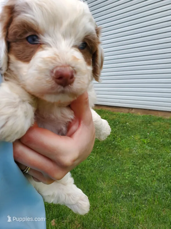 Daisy (blue eyes) – Miniature Bernedoodle puppy for sale in Leetonia, OH