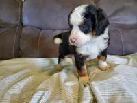 Ruffles, a female Miniature Bernedoodle for sale in Leetonia, OH – 2 of 6