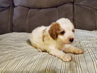 Lukie lambie, a male Miniature Bernedoodle for sale in Leetonia, OH – 9 of 10