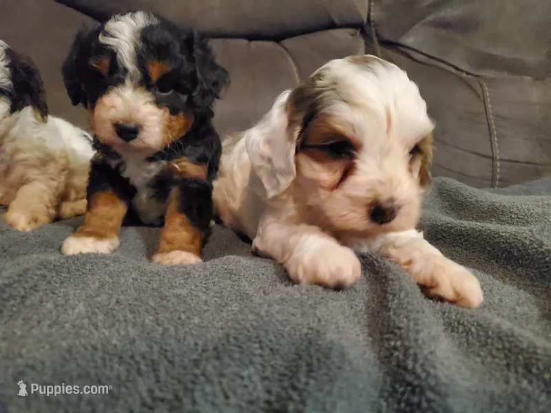Winston  – Miniature Bernedoodle puppy for sale in Leetonia, OH