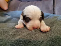 Dozer, a male Miniature Bernedoodle for sale in Leetonia, OH – 6 of 8