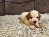 Lukie lambie, a male Miniature Bernedoodle for sale in Leetonia, OH – 8 of 10