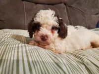 Teddy (greenish eyes), a female Miniature Bernedoodle for sale in Leetonia, OH – 4 of 8
