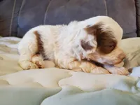 Daisy (blue eyes), a female Miniature Bernedoodle for sale in Leetonia, OH – 8 of 10