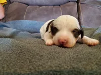 Dozer, a male Miniature Bernedoodle for sale in Leetonia, OH – 5 of 8