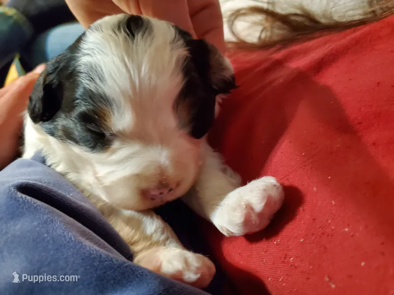 Duke – Miniature Bernedoodle puppy for sale in Leetonia, OH