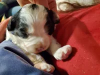 Duke (blue eye), a male Miniature Bernedoodle for sale in Leetonia, OH – 1 of 10