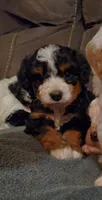Winston , a male Miniature Bernedoodle for sale in Leetonia, OH – 3 of 9