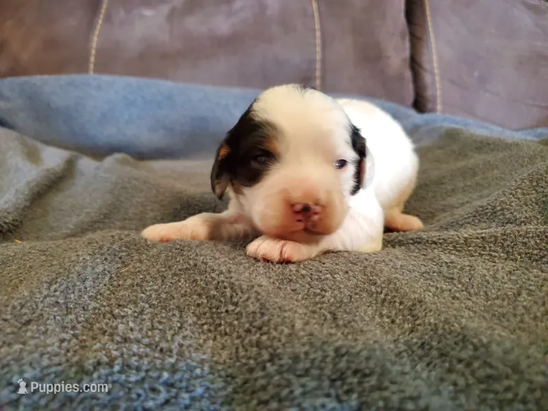Patch – Miniature Bernedoodle puppy for sale in Leetonia, OH