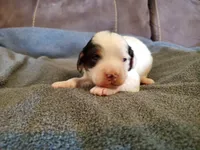 Patch, a male Miniature Bernedoodle for sale in Leetonia, OH – 1 of 8