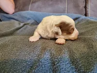 Daisy, a female Miniature Bernedoodle for sale in Leetonia, OH – 5 of 9