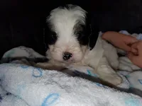 Duke (blue eye), a male Miniature Bernedoodle for sale in Leetonia, OH – 6 of 9