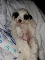 Dozer ( blue eyes), a male Miniature Bernedoodle for sale in Leetonia, OH – 9 of 10
