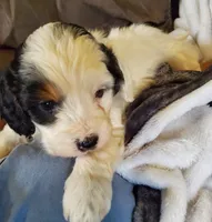 Patch, a male Miniature Bernedoodle for sale in Leetonia, OH – 4 of 10
