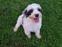 Dozer (SUPER FRIENDLY), a male Miniature Bernedoodle for sale in Leetonia, OH – 2 of 10
