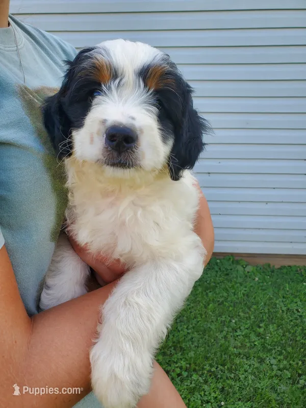 Snickers – Miniature Bernedoodle puppy for sale in Leetonia, OH