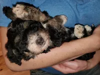 Lily, a female Miniature Bernedoodle for sale in Leetonia, OH – 2 of 8