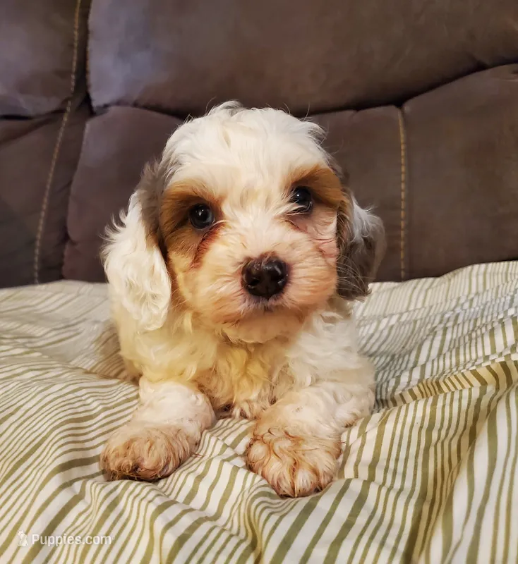 Bo (blue eye) – Miniature Bernedoodle puppy for sale in Leetonia, OH