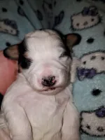 processed/044b2359-d1a1-4952-a7f3-c5df27ce3211/listing/f83fc5a7-decd-413a-bb32-79a856374580/0af11bb4-5fed-4c6c-a499-0c332f889d38