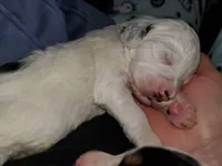 processed/044b2359-d1a1-4952-a7f3-c5df27ce3211/listing/f83fc5a7-decd-413a-bb32-79a856374580/912e5f77-c3e6-4a2d-9853-ffb3d8120809