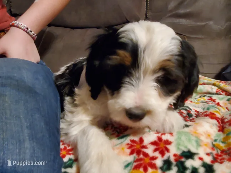 Mikey – Miniature Bernedoodle puppy for sale in Leetonia, OH