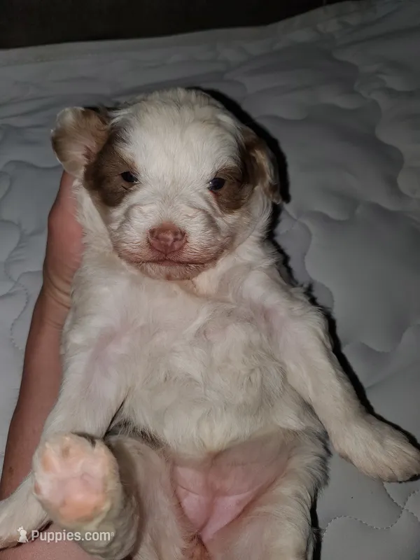 Daisy (blue eyes) – Miniature Bernedoodle puppy for sale in Leetonia, OH