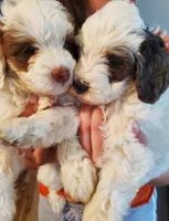 Duke , a male Miniature Bernedoodle for sale in Leetonia, OH – 4 of 10
